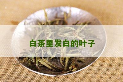 白茶里发白的叶子