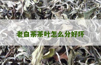 老白茶茶叶怎么分好坏