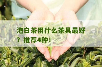 泡白茶用什么茶具最好？推荐4种！