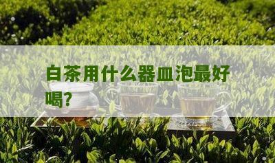 白茶用什么器皿泡最好喝？