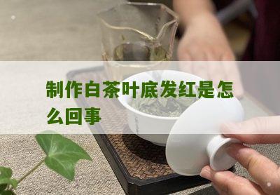 制作白茶叶底发红是怎么回事