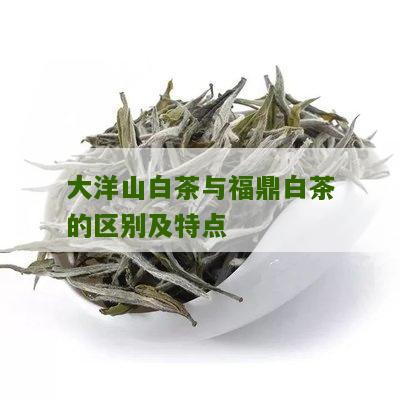 大洋山白茶与福鼎白茶的区别及特点