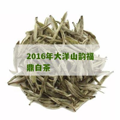 2016年大洋山韵福鼎白茶