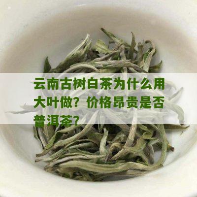 云南古树白茶为什么用大叶做？价格昂贵是否普洱茶？