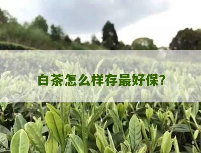 白茶怎么样存最好保？