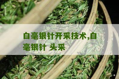 白毫银针开采技术,白毫银针 头采