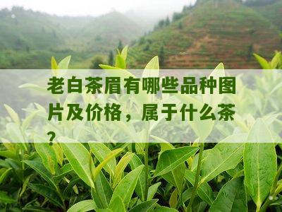 老白茶眉有哪些品种图片及价格，属于什么茶？