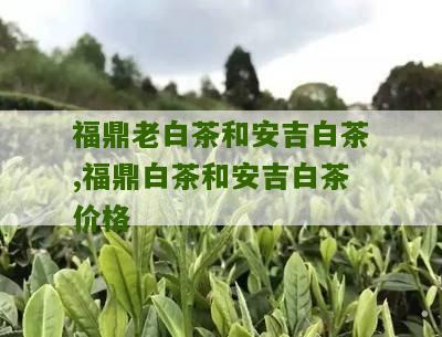 福鼎老白茶和安吉白茶,福鼎白茶和安吉白茶价格