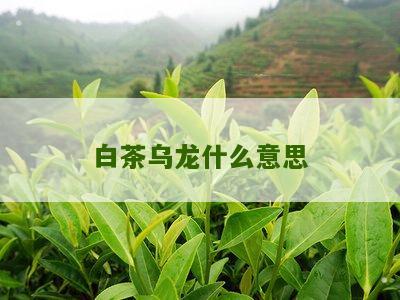 白茶乌龙什么意思