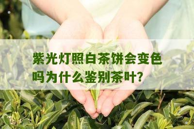 紫光灯照白茶饼会变色吗为什么鉴别茶叶？