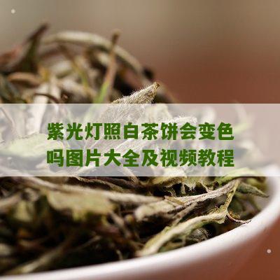 紫光灯照白茶饼会变色吗图片大全及视频教程