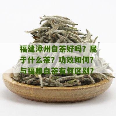 福建漳州白茶好吗？属于什么茶？功效如何？与福鼎白茶有何区别？