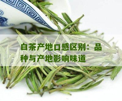 白茶产地口感区别：品种与产地影响味道