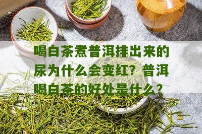 喝白茶煮普洱排出来的尿为什么会变红？普洱喝白茶的好处是什么？