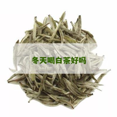 冬天喝白茶好吗