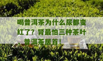 喝普洱茶为什么尿都变红了？肾最怕三种茶叶，普洱茶居首！