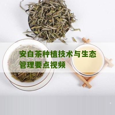 安白茶种植技术与生态管理要点视频