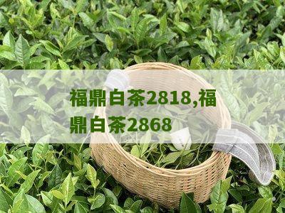 福鼎白茶2818,福鼎白茶2868