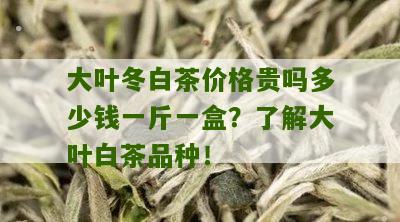 大叶冬白茶价格贵吗多少钱一斤一盒？了解大叶白茶品种！