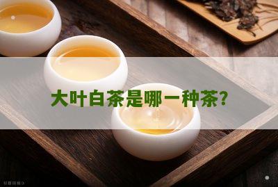 大叶白茶是哪一种茶？