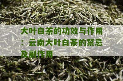 大叶白茶的功效与作用：云南大叶白茶的禁忌及副作用