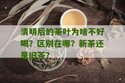 清明后的茶叶为啥不好喝？区别在哪？新茶还是旧茶？