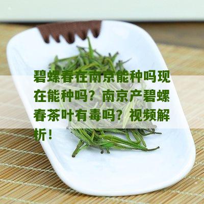 碧螺春在南京能种吗现在能种吗？南京产碧螺春茶叶有毒吗？视频解析！