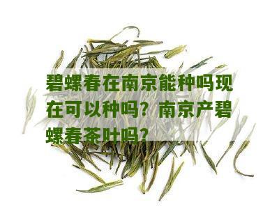 碧螺春在南京能种吗现在可以种吗？南京产碧螺春茶叶吗？