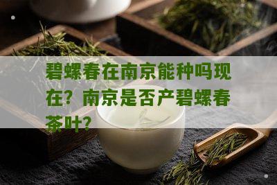 碧螺春在南京能种吗现在？南京是否产碧螺春茶叶？