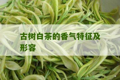 古树白茶的香气特征及形容