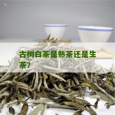 古树白茶是熟茶还是生茶？