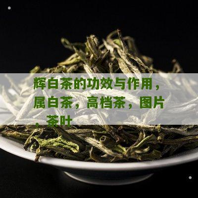 辉白茶的功效与作用，属白茶，高档茶，图片，茶叶