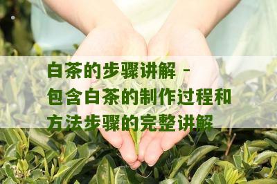 白茶的步骤讲解 - 包含白茶的制作过程和方法步骤的完整讲解