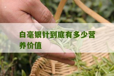 白毫银针到底有多少营养价值