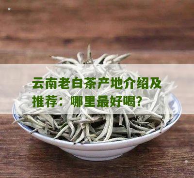 云南老白茶产地介绍及推荐：哪里最好喝？