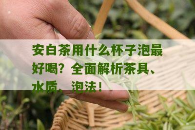 安白茶用什么杯子泡最好喝？全面解析茶具、水质、泡法！