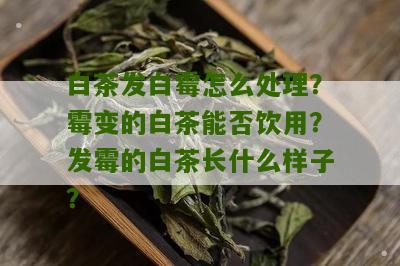 白茶发白霉怎么处理？霉变的白茶能否饮用？发霉的白茶长什么样子？