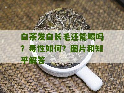 白茶发白长毛还能喝吗？毒性如何？图片和知乎解答