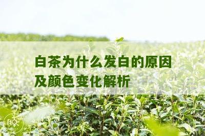 白茶为什么发白的原因及颜色变化解析