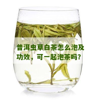 普洱虫草白茶怎么泡及功效，可一起泡茶吗？