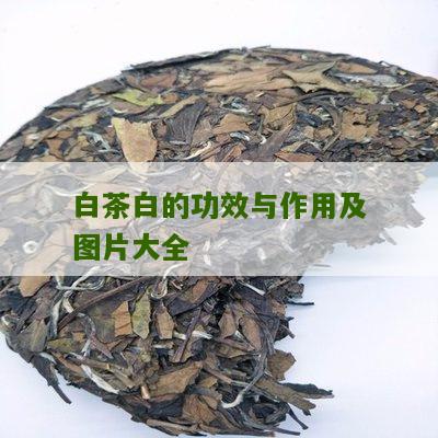 白茶白的功效与作用及图片大全