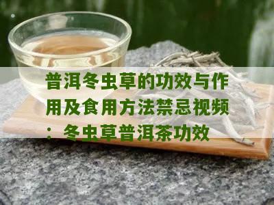 普洱冬虫草的功效与作用及食用方法禁忌视频：冬虫草普洱茶功效