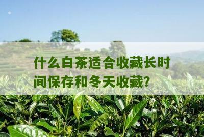 什么白茶适合收藏长时间保存和冬天收藏？