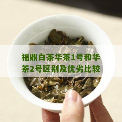 福鼎白茶华茶1号和华茶2号区别及优劣比较