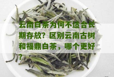 云南白茶为何不适合长期存放？区别云南古树和福鼎白茶，哪个更好？