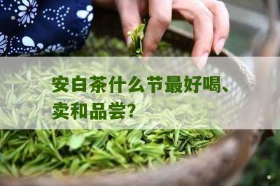 安白茶什么节最好喝、卖和品尝？