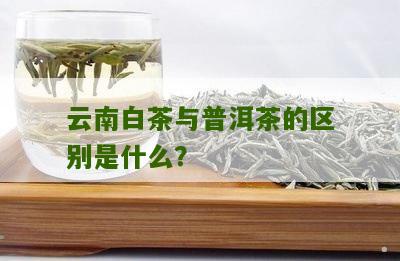 云南白茶与普洱茶的区别是什么？