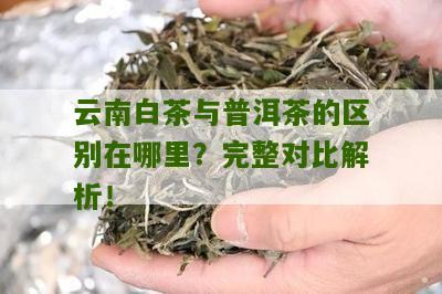 云南白茶与普洱茶的区别在哪里？完整对比解析！