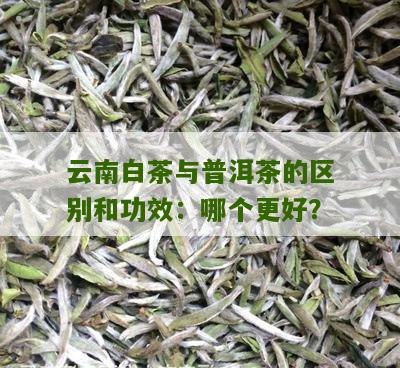 云南白茶与普洱茶的区别和功效：哪个更好？