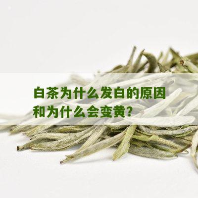 白茶为什么发白的原因和为什么会变黄？